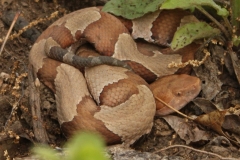copperhead2