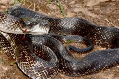 rat-snake