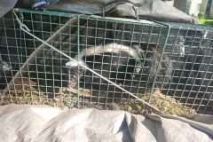 skunk