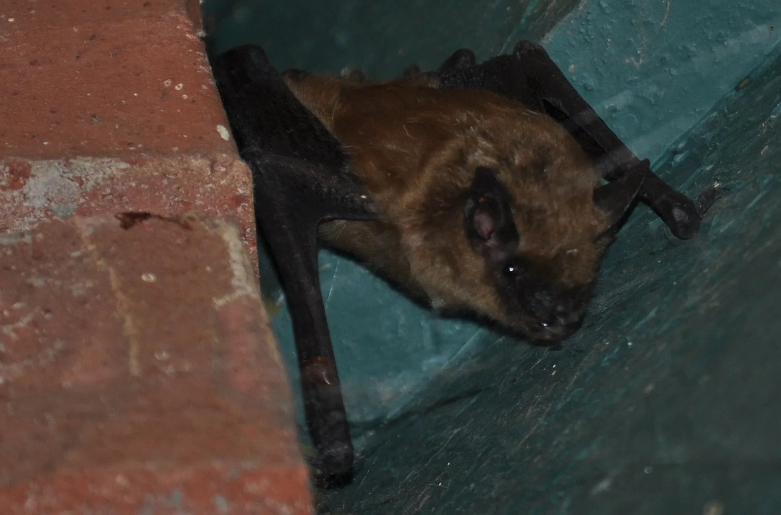 Image of a bat.