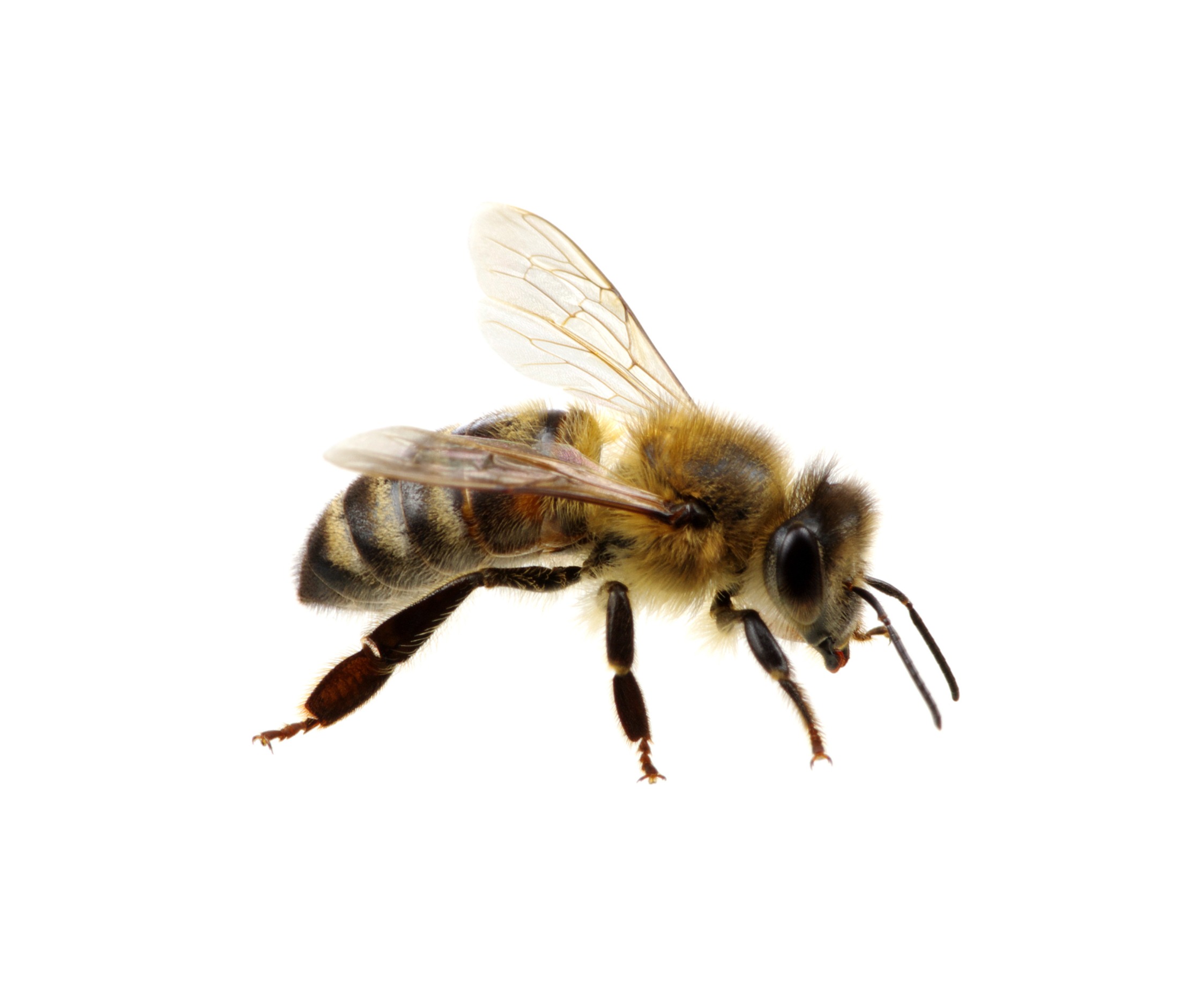 Image of a bee.