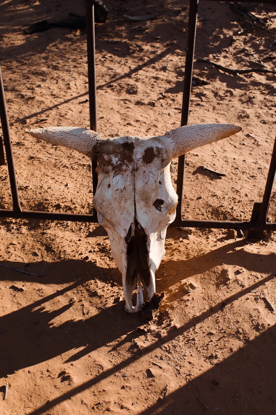 Image of an animal skull.