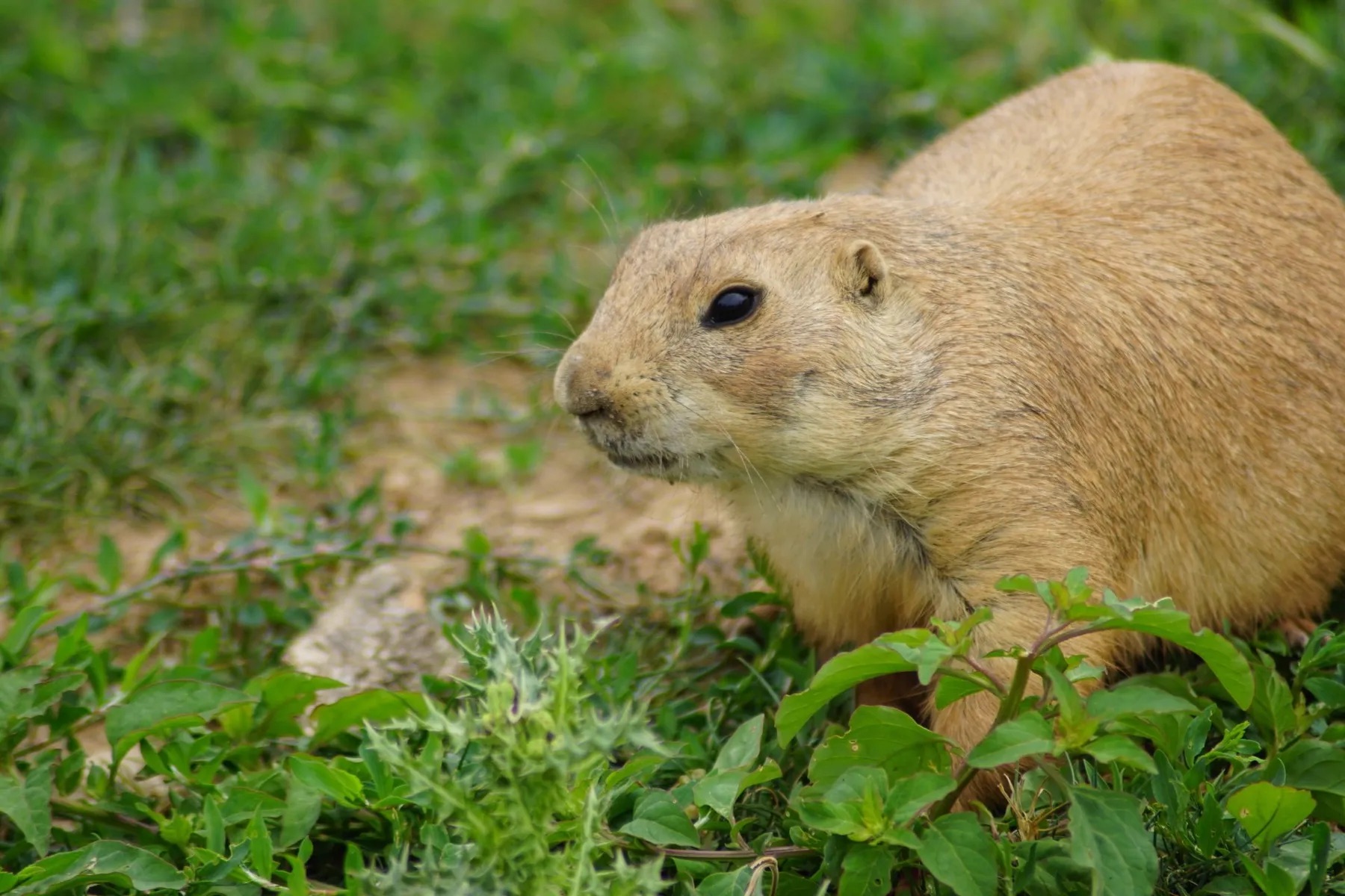 Image of a mole.