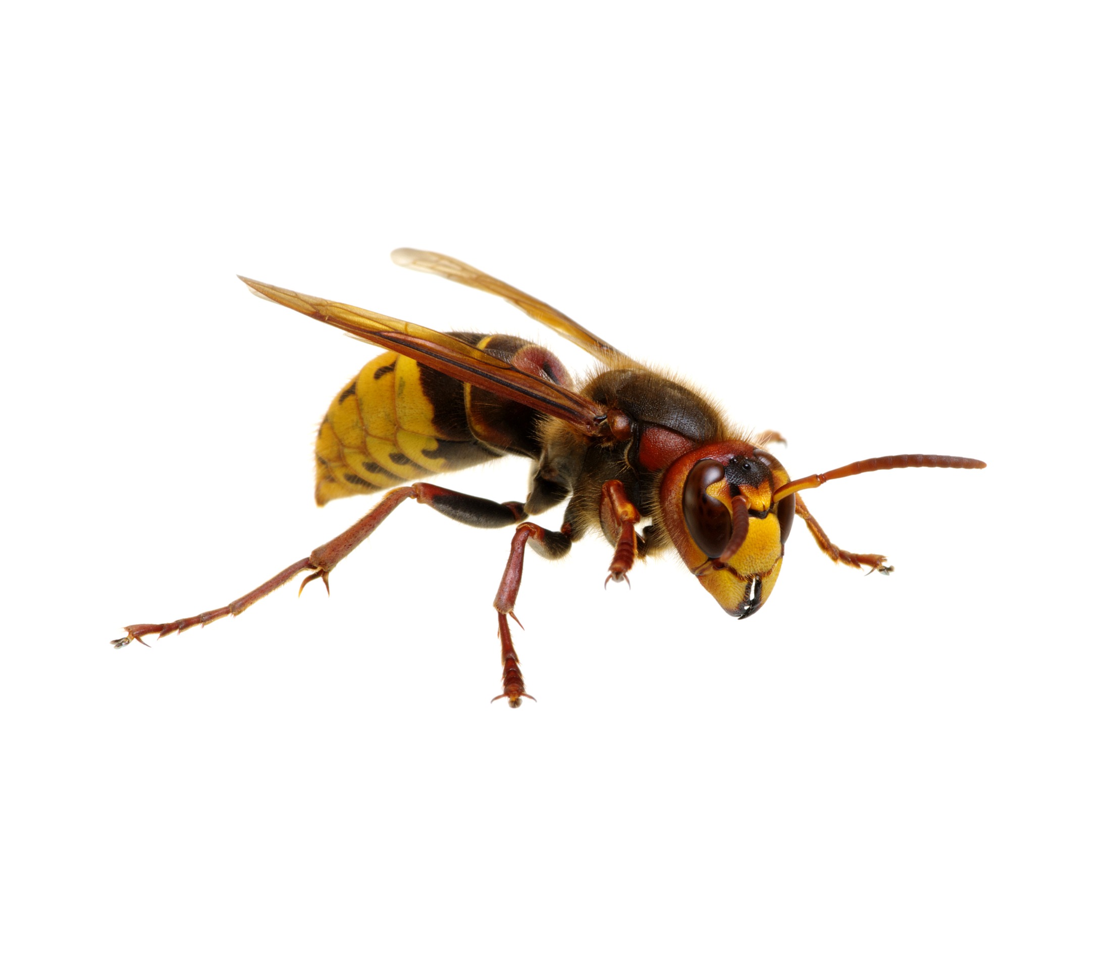 Image of a hornet.