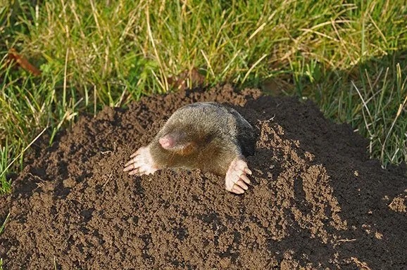 Image of a mole.