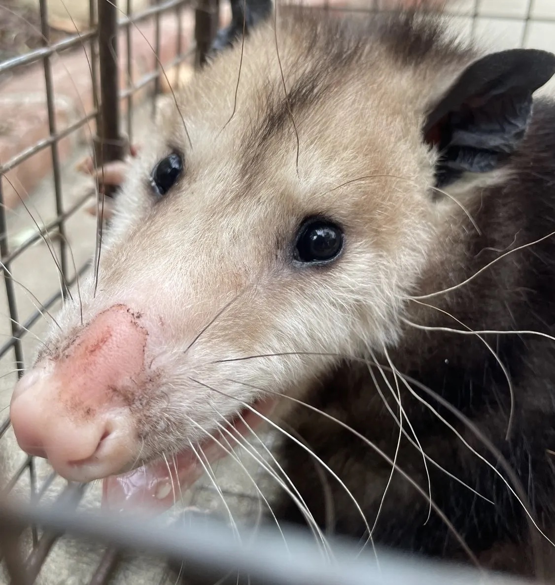 Image of an opossum.