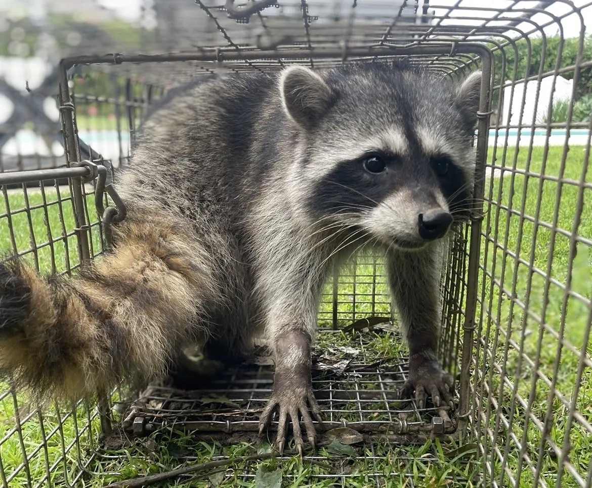 Image of a raccoon.