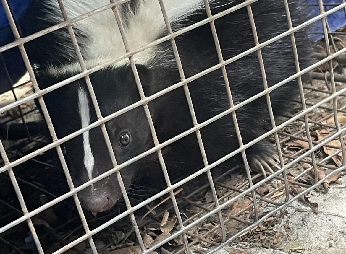 Image of a skunk.