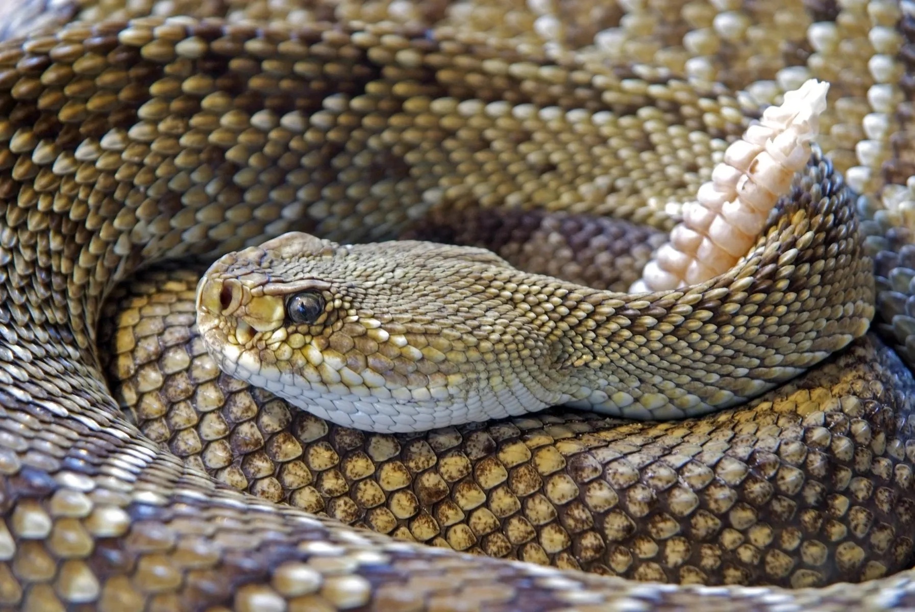 Image of a snake.