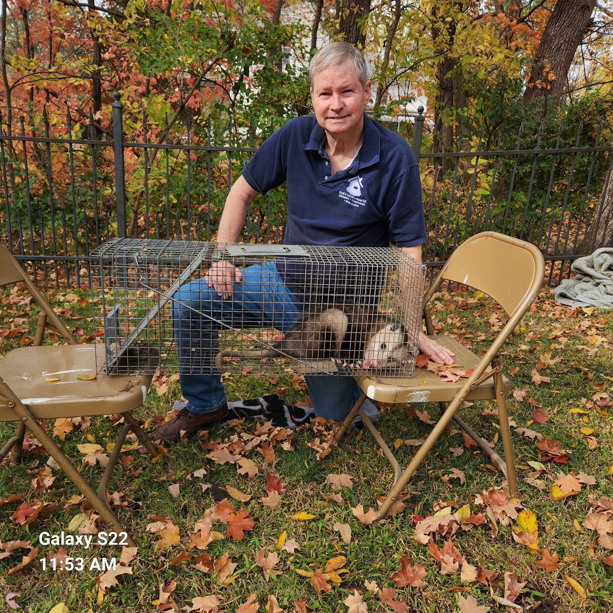 Image of a trapped opossum.