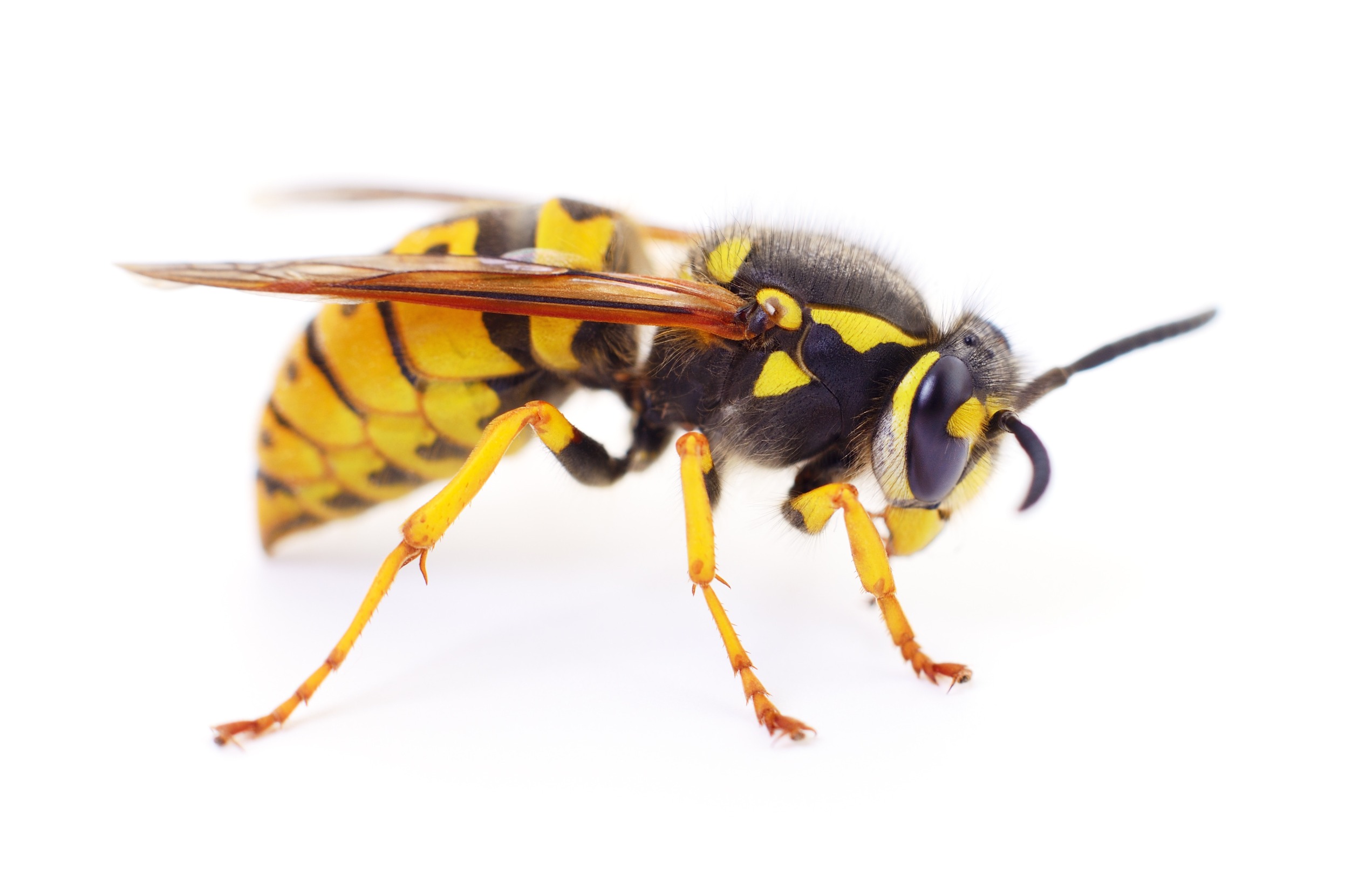 Image of a wasp.